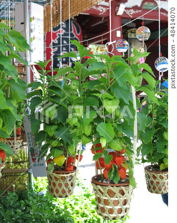 Crowning city of Asakusa Temple (Takarazumon gate · stall venue · potted planted cheeks) 48414070