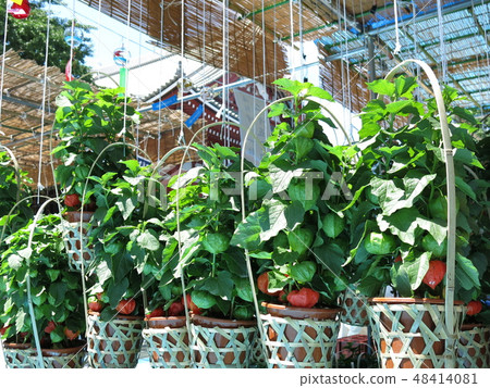 鳳冠寺的城市（主廳·盆栽植物臉頰） 48414081