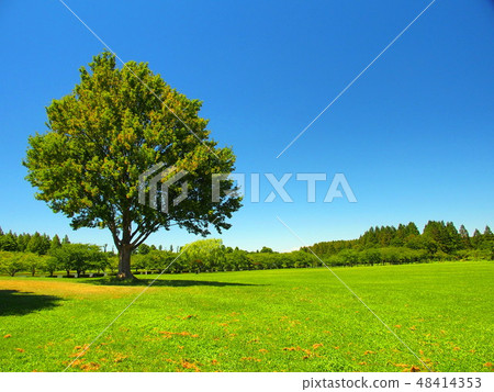 大草原和森林Misasa與公園和樹木在夏天公園風景 48414353