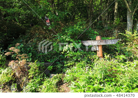 山尾大沼一側的山間小道。 48414370