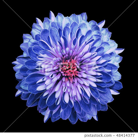 Chrysanthemum blue-pink.Flower isolated black 48414377