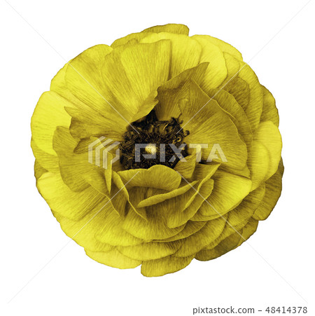 Ranunculus yellow.flower isolated white background 48414378