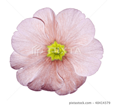 Primrose white-red Flower isolated  white 48414379