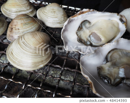 海灘喙 海灘喙 48414393