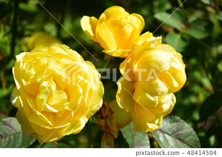 3-wheel Golden Border 48414504