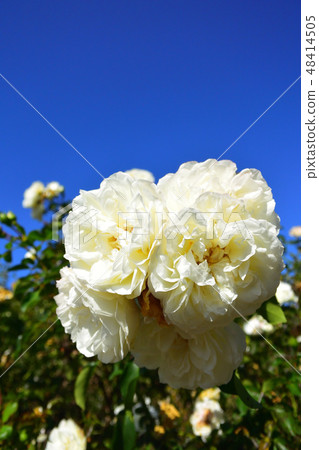 White Maidyland in the sky 48414505