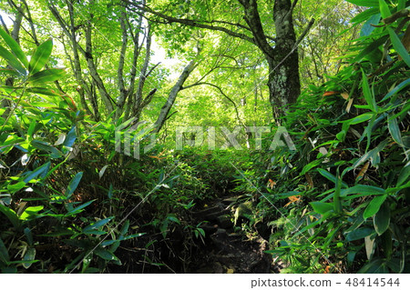 A mountain trail near 1500m on the Onuma side of Mt.Akagi (Mt. 48414544