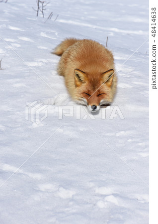 睡在雪原（北海道）的北千狐 48414638