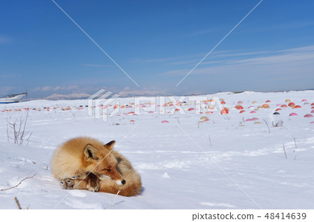 圓形和秋季asleepers（北海道） 48414639