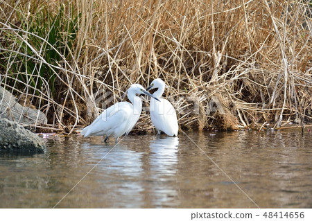 Shirasagi (Kawazu River) Shirasagi (Kawazu River) 48414656