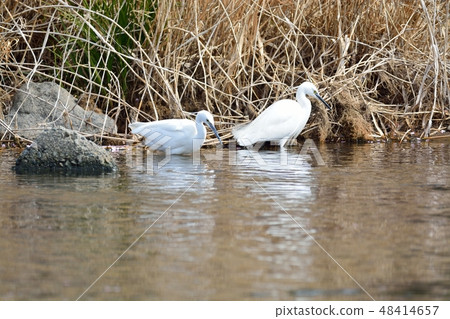 Shirasagi (Kawazu River) 48414657