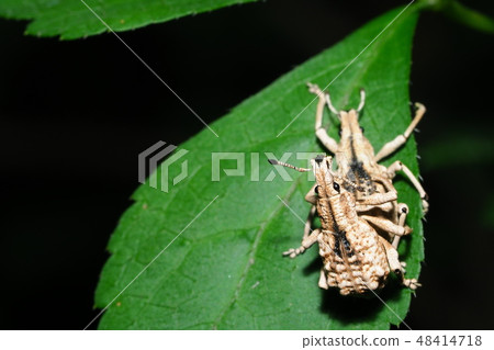 Ladybird lobster weevil 48414718
