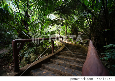 The famous Ancient forest Hup Pa Tat. The famous Ancient forest Hup Pa Tat. 48414732