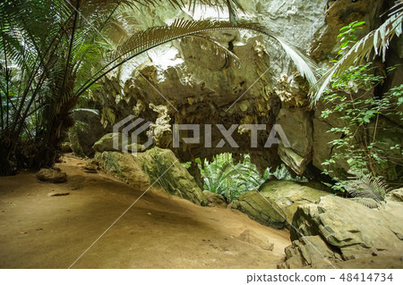 The famous Ancient forest Hup Pa Tat. The famous Ancient forest Hup Pa Tat. 48414734