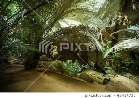 The famous Ancient forest Hup Pa Tat. The famous Ancient forest Hup Pa Tat. 48414735