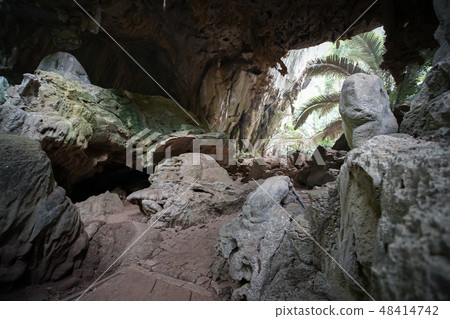 The famous Ancient forest Hup Pa Tat. The famous Ancient forest Hup Pa Tat. 48414742