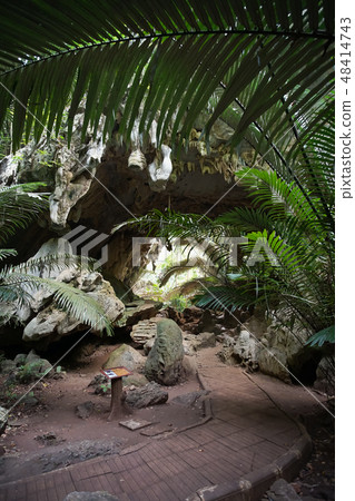 The famous Ancient forest Hup Pa Tat. The famous Ancient forest Hup Pa Tat. 48414743