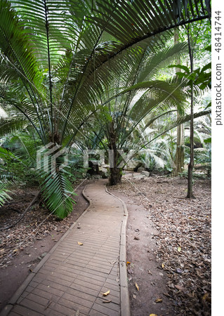 The famous Ancient forest Hup Pa Tat. The famous Ancient forest Hup Pa Tat. 48414744