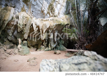 The famous Ancient forest Hup Pa Tat. The famous Ancient forest Hup Pa Tat. 48414747