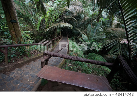 The famous Ancient forest Hup Pa Tat. The famous Ancient forest Hup Pa Tat. 48414748
