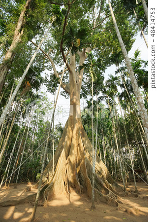The famous giant tree in Uthai Thani, Thailand. The famous giant tree in Uthai Thani, Thailand. 48414753