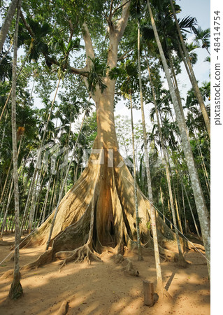 The famous giant tree in Uthai Thani, Thailand. The famous giant tree in Uthai Thani, Thailand. 48414754