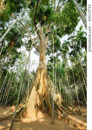 The famous giant tree in Uthai Thani, Thailand. The famous giant tree in Uthai Thani, Thailand. 48414755