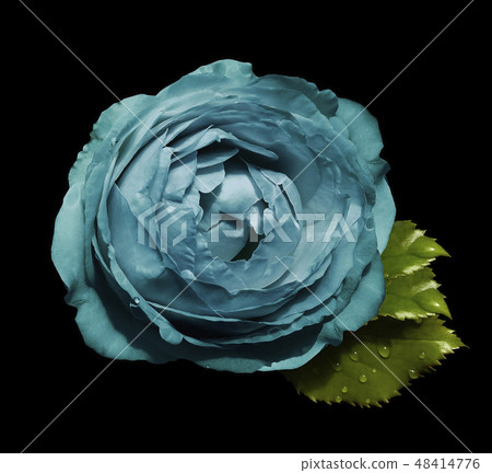 Turquoise flower roses black isolated background  48414776