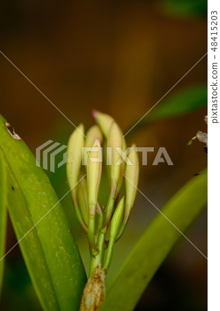 Orchid blooming  48415203