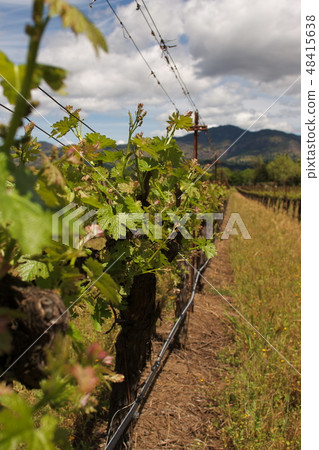 Vineyard Vineyard 48415638