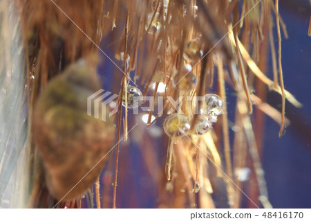 Medaka eggs eggs hatching Hatching underwater Ogawa Nature macro life Spring breeding freshwater fish Medaka eggs eggs hatching Hatching underwater Ogawa Nature macro life Spring breeding freshwater fish 48416170