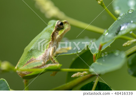 青蛙青蛙 青蛙青蛙 48416339