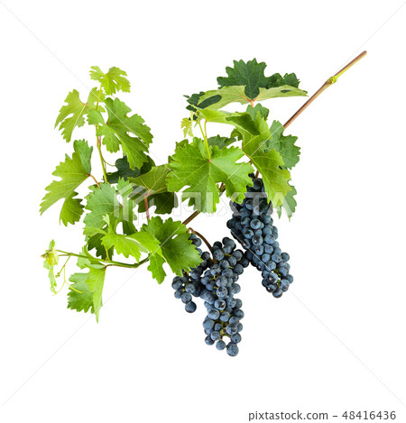 Blue grapes on branch 48416436