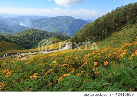 Beautiful mexican sunflower on the mountains Beautiful mexican sunflower on the mountains 48416699