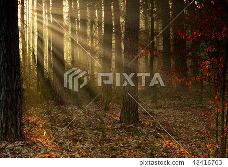 The forest in the first rays of the sun The forest in the first rays of the sun 48416703