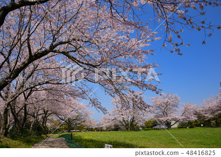 Sakura Park Sakura Park 48416825