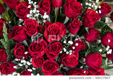 紅色玫瑰花 48417007