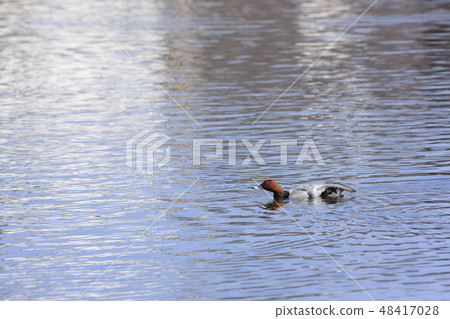 紅頭潛鴨 紅頭潛鴨 48417028