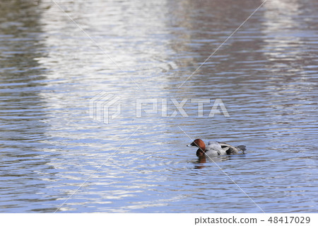 紅頭潛鴨 48417029