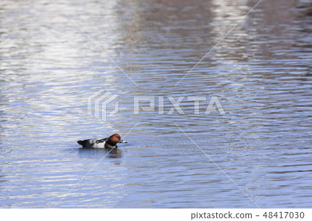 紅頭潛鴨 48417030