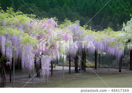 Fujisura Fuji Kagoshima prefecture Kagoshima city's Waki shrine 48417169