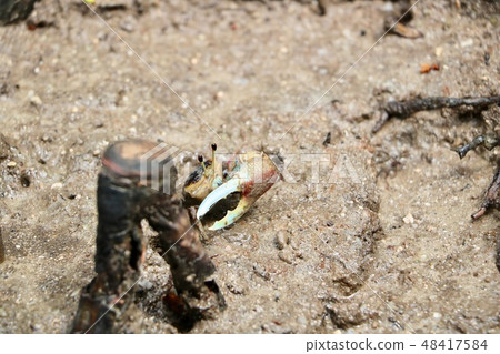 One handed crab 48417584