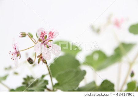 Pelargoni floram 48417905