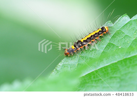 Sesame Fried Dogga的幼蟲 48418633