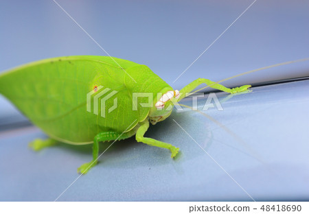 Pseudophyllus titans or giant leaf katydid  48418690