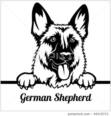 German Shepherd - Peeking Dogs - - breed face head isolated on white German Shepherd - Peeking Dogs - - breed face head isolated on white 48418723