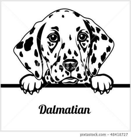 Dalmatian - Peeking Dogs - - breed face head isolated on white Dalmatian - Peeking Dogs - - breed face head isolated on white 48418727
