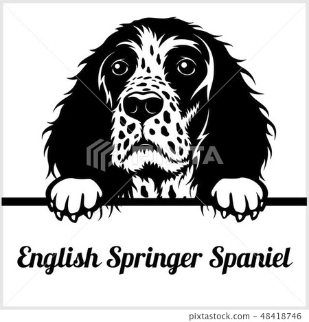 English Springer Spaniel - Peeking Dogs - - breed face head isolated on white English Springer Spaniel - Peeking Dogs - - breed face head isolated on white 48418746