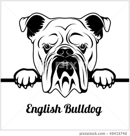 English Bulldog - Peeking Dogs - - breed face head isolated on white English Bulldog - Peeking Dogs - - breed face head isolated on white 48418748