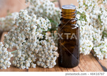 A bottle of yarrow essential oil with fresh yarrow A bottle of yarrow essential oil with fresh yarrow 48418787